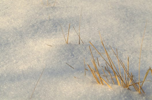 Snow Background Surface With Dried Grass.