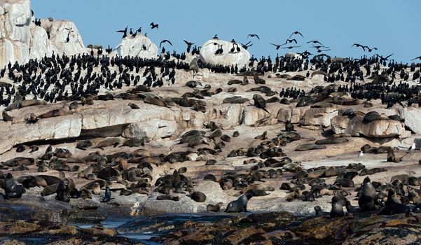 Cape fur seals on Seal Island