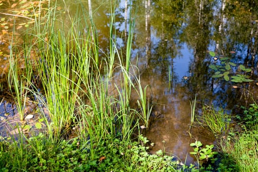 A small pond and green grass in summer day
