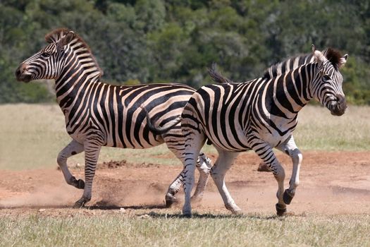 Zebra Males