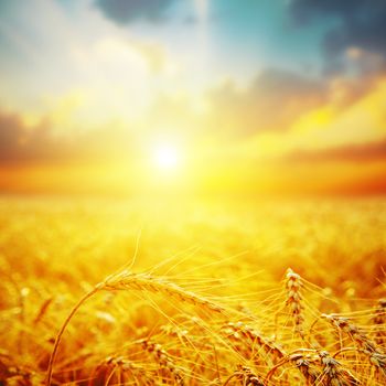 golden harvest in sunset