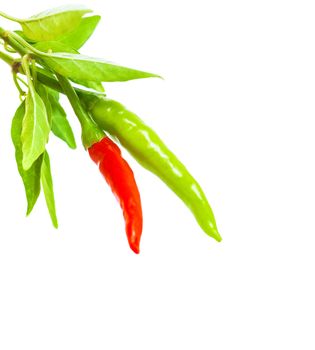 Chili pepper border