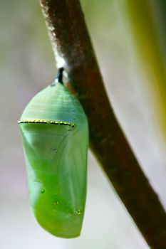 Pale green chrysallis of the Monarch butterfly