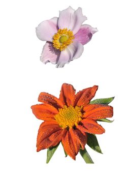 Anemone and Tithonia Speciosa