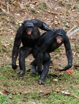 Males bonobo  mating