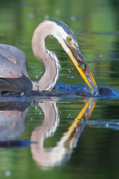 Great Blue Heron Fishing in soft focus