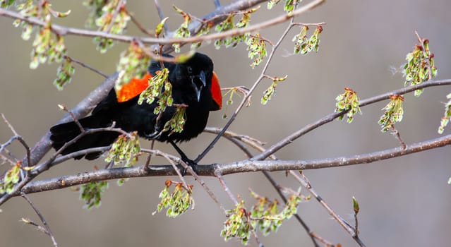 Male Red-winged Blackbird in a tree