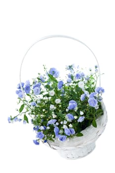 Bouquet of blue spring flowers in white basket