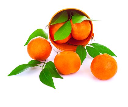 Bucket of fresh mandarins