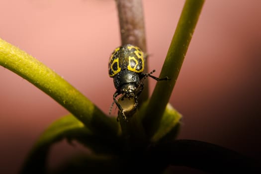 Golden ladybug in the middle of two branches of a plant pot