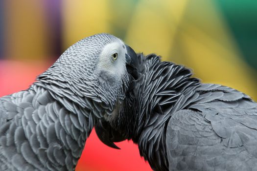 parrot bird 