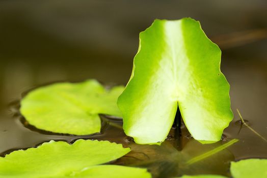 Leaf of water lily or lotus flower