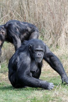 Chimpanzee on grass