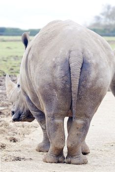 Rhino Rear