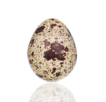 Single quail egg.