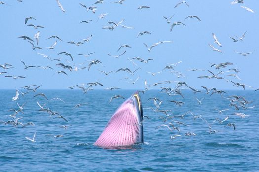 bryde whale and seagull