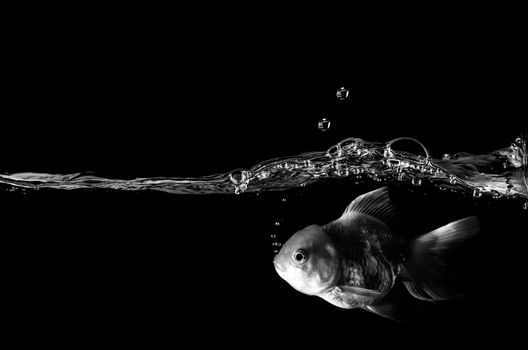 goldfish in water. over black 