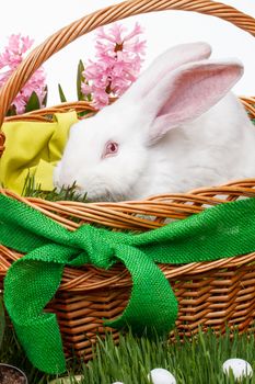 Easter white rabbit 
