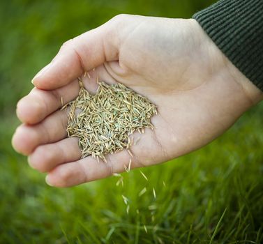 Hand planting grass seed for overseeding green lawn care