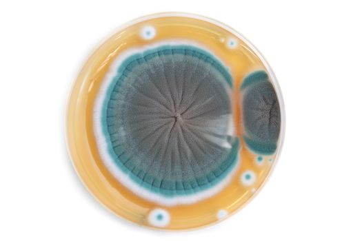 fungi colony on agar plate