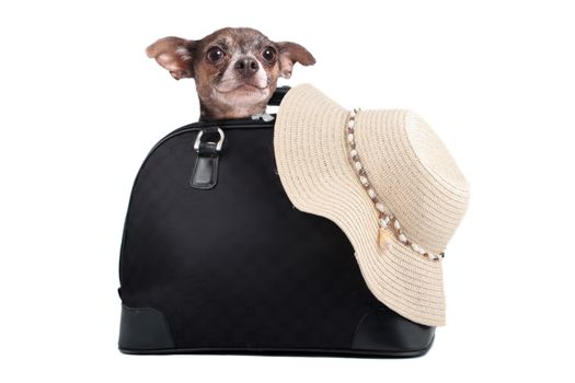 Chihuahua weekend getaway bag