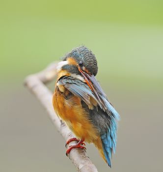 For cleaning,  female Common Kingfisher (Alcedo athis) sitting on a branch