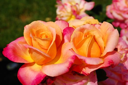 Elegant orange roses