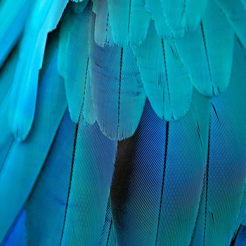 Pattern of Blue and Gold Macaw feathers