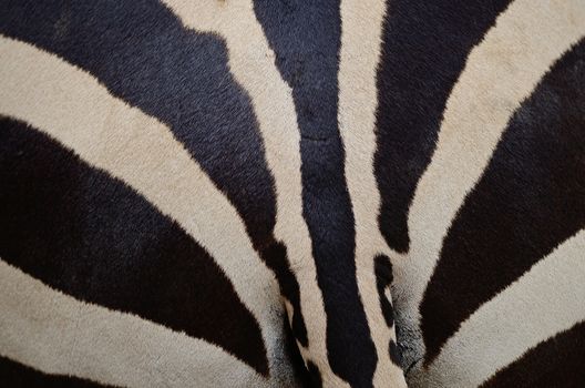 Common Zebra