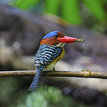 male Banded Kingfisher
