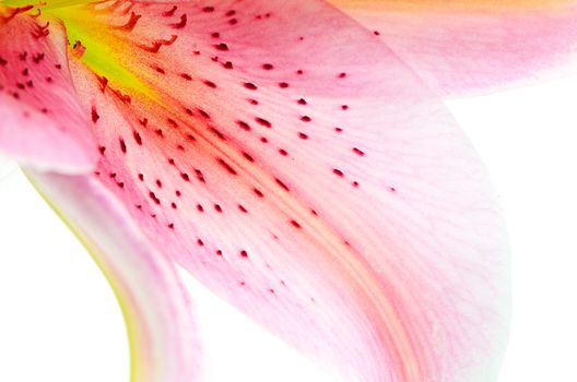 lily petal abstract