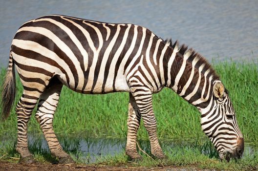 Common Zebra 