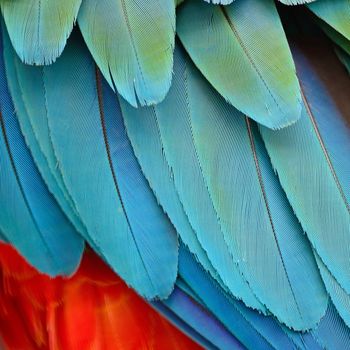Harlequin Macaw feathers