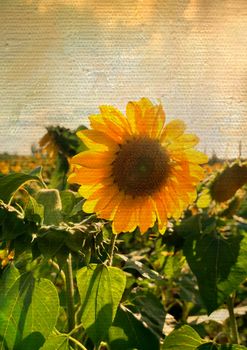 Sunflower on canvas