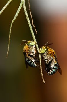 Bees on a branch.