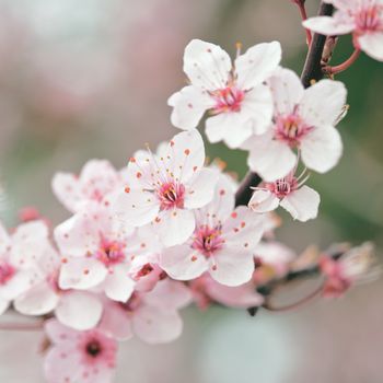 spring blossoms 