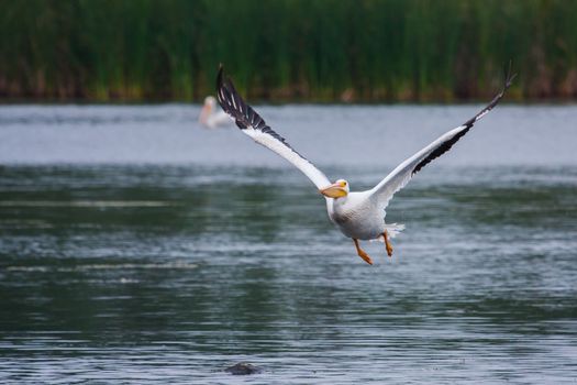 White Pelican (Pelecanus erythrorhynchos) in flight