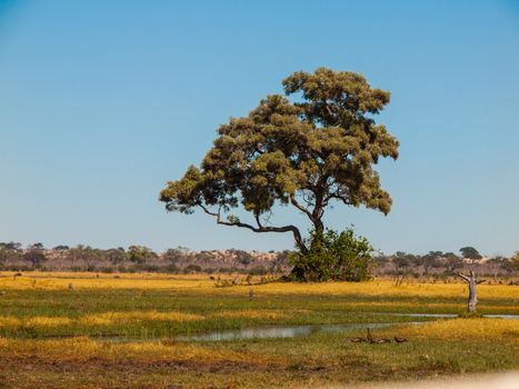 Lonesome tree in Savuti marshes