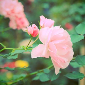 Pink rose in garden with retro filter effect 