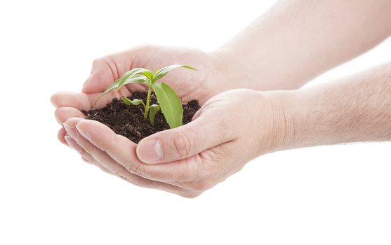 green seedling in male hands, isolated on a white background