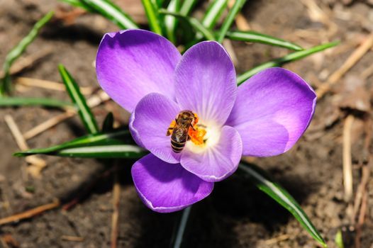 honey bee at violet crocus flower