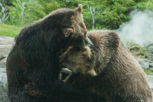 Two Grizzly (Brown) Bears Fight