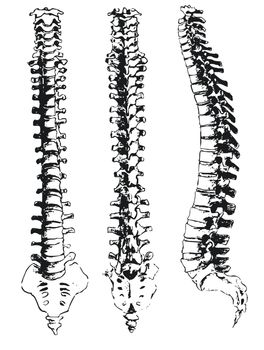 hand drawn spinal segments