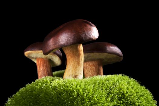 Delicious mushrooms. Seasonal concept.