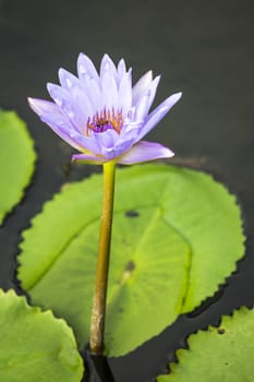 Lotus. Water lily flower