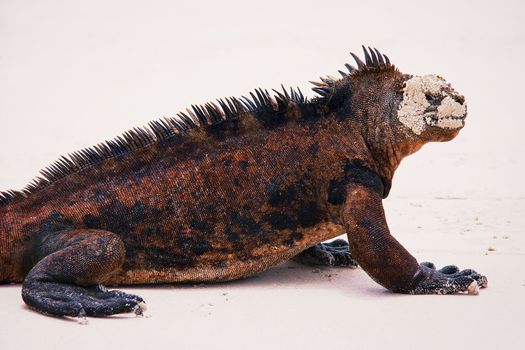 Marine iguana.