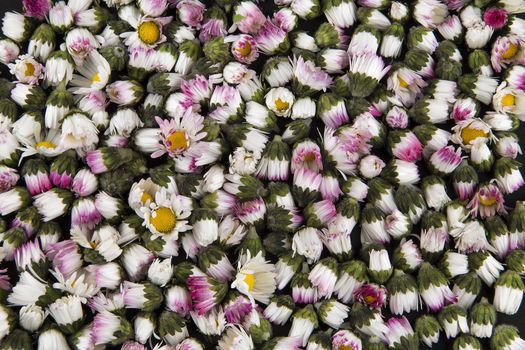Background: sleeping closed daisies - bellis perennis