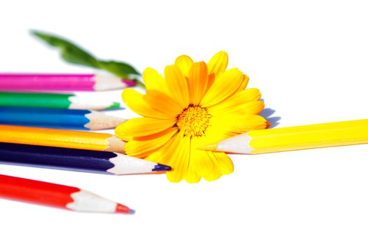 flower with pencils