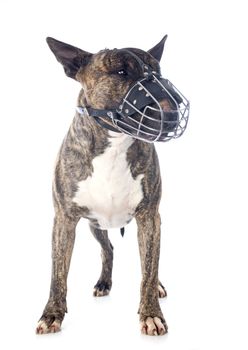 bull terrier and muzzle