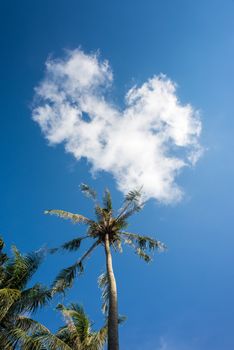 Nice palm trees in the blue sunny sky with heart cloud
